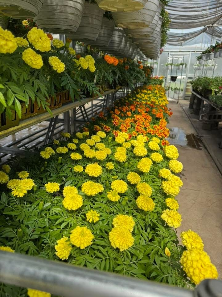 Taylor County FFA Information 2026