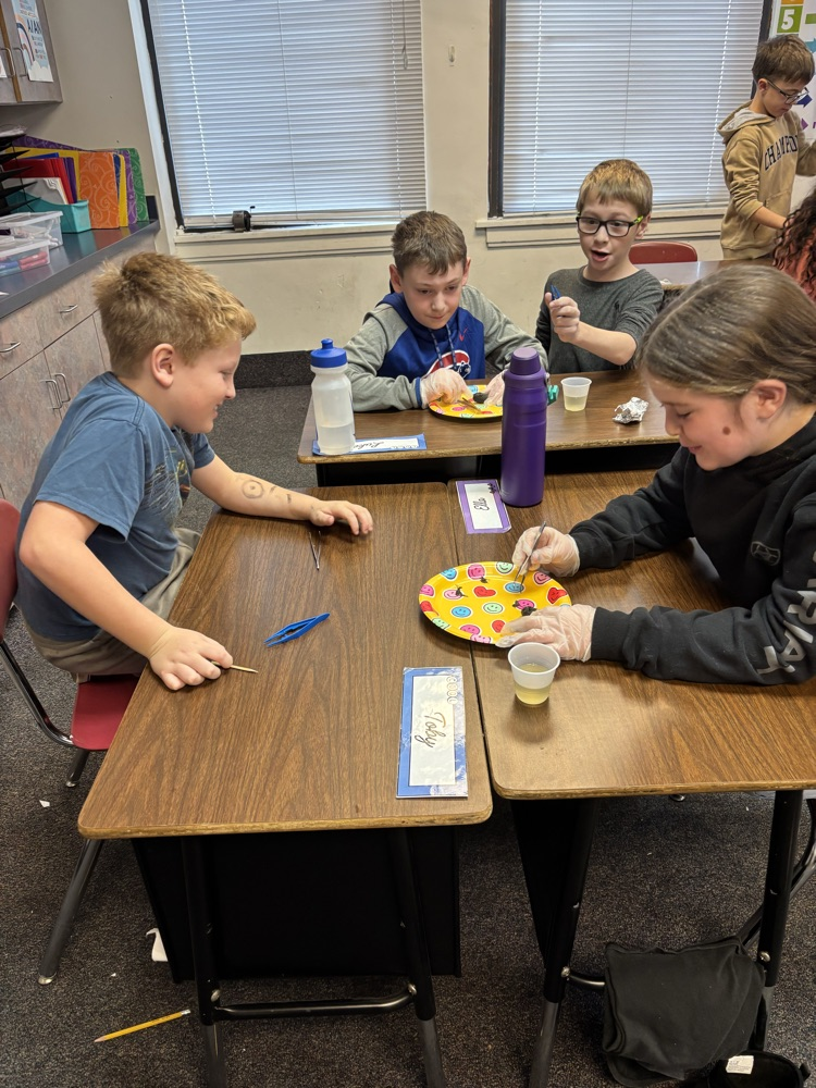 4th grade owl pellet dissections 