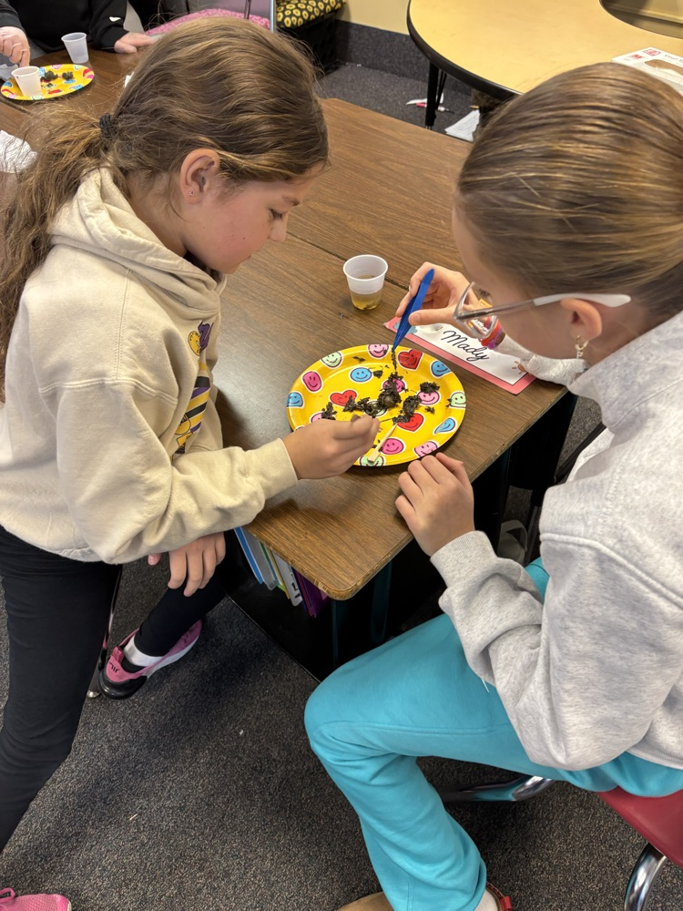 4th grade owl pellet dissections 