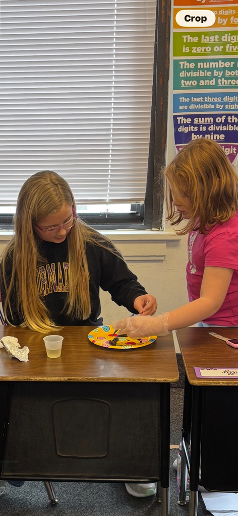 4th grade owl pellet dissections 