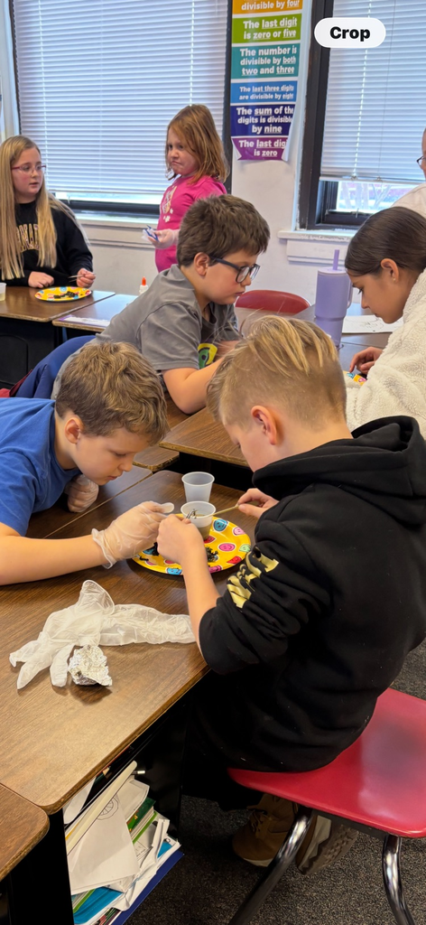 4th grade owl pellet dissections 