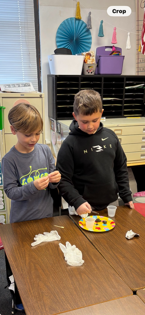 4th grade owl pellet dissections 