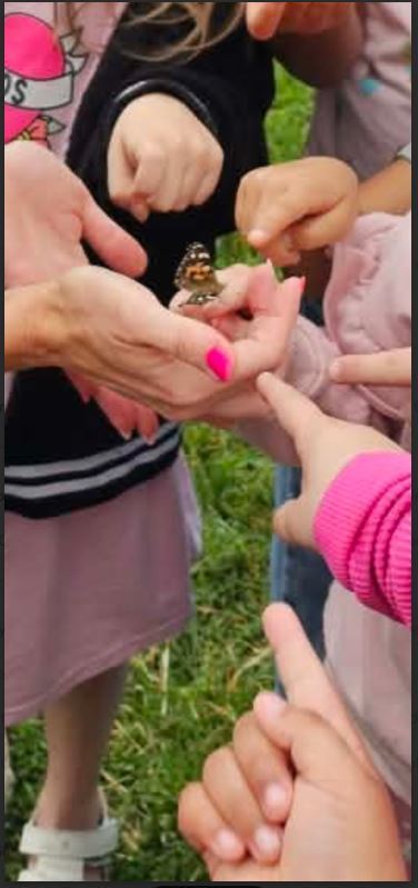 Buterfly Release 2026
