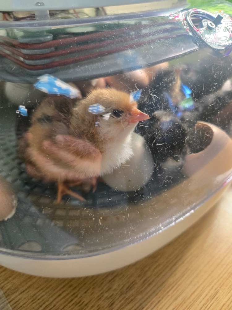 chick