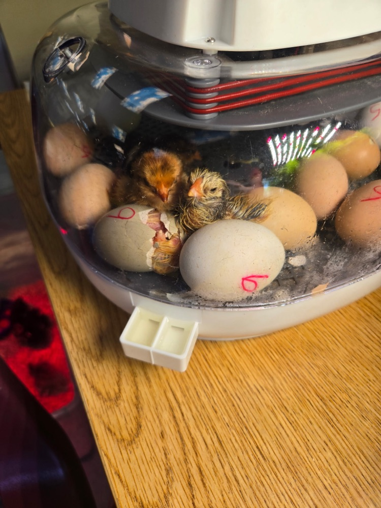 chick
