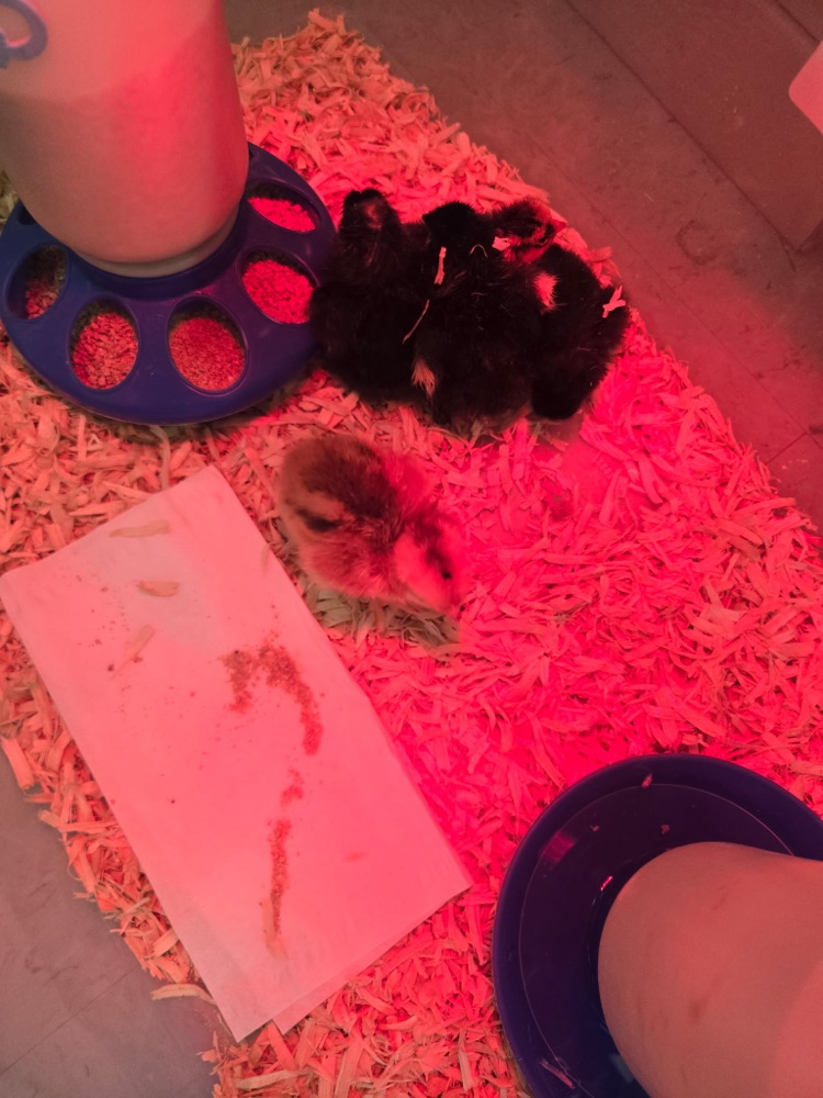 chick