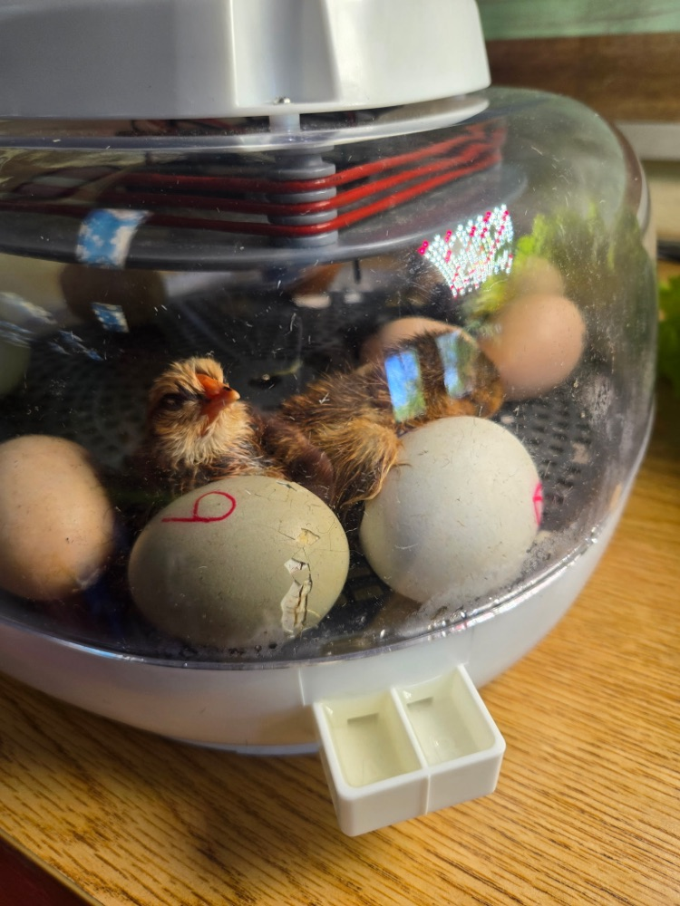 chick