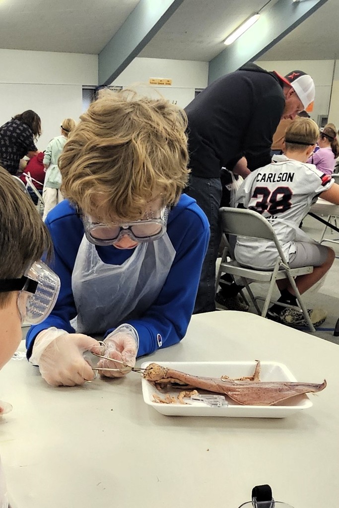 TES Squid Dissection