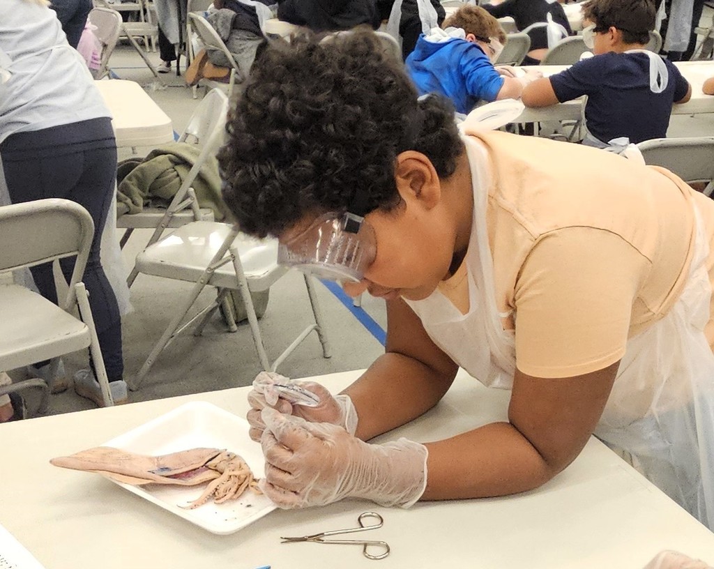 TES Squid Dissection