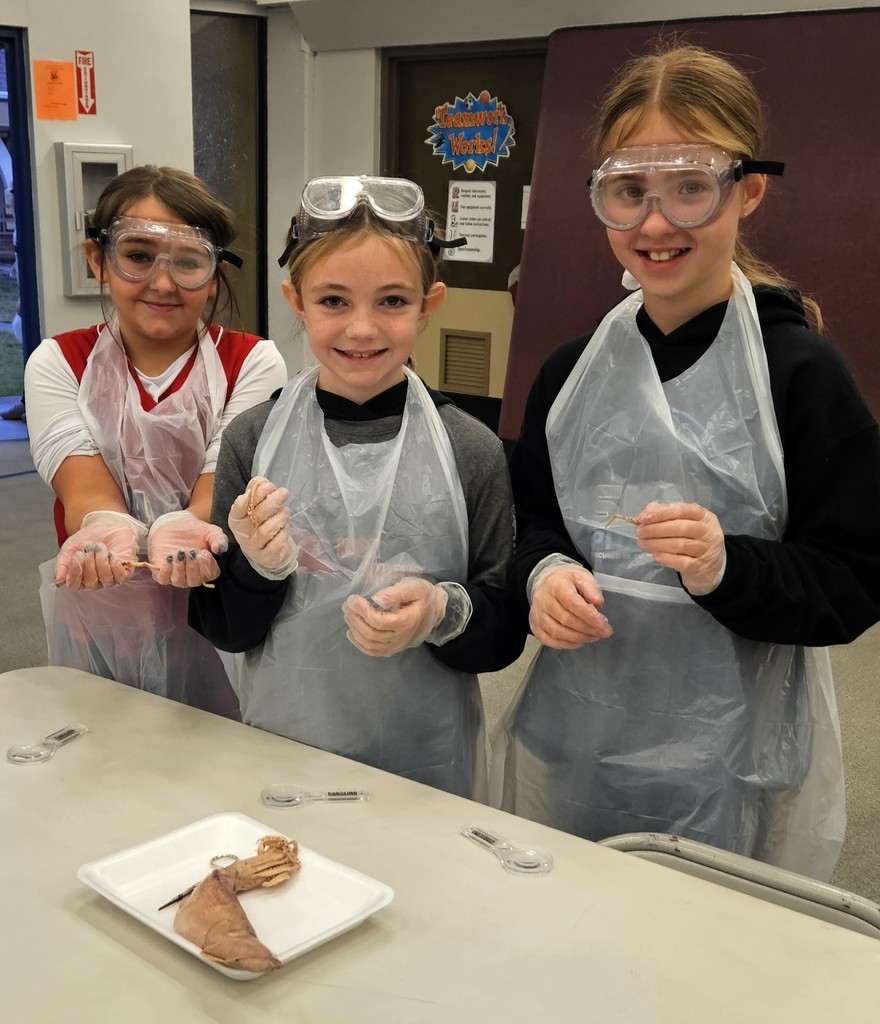 TES Squid Dissection