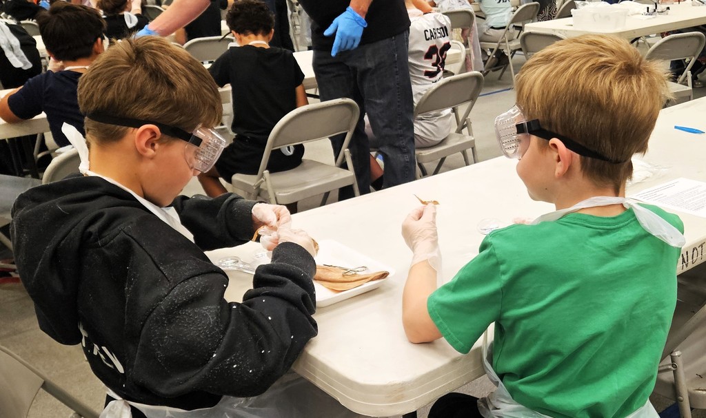 TES Squid Dissection