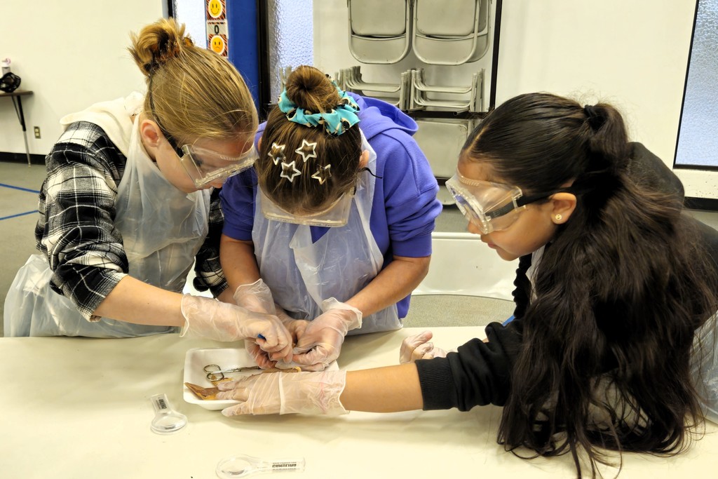 TES Squid Dissection