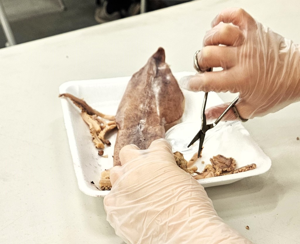 TES Squid Dissection