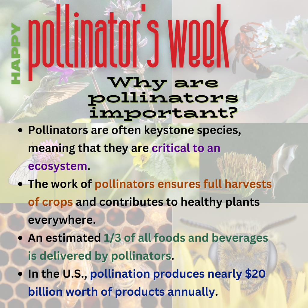 pollinator