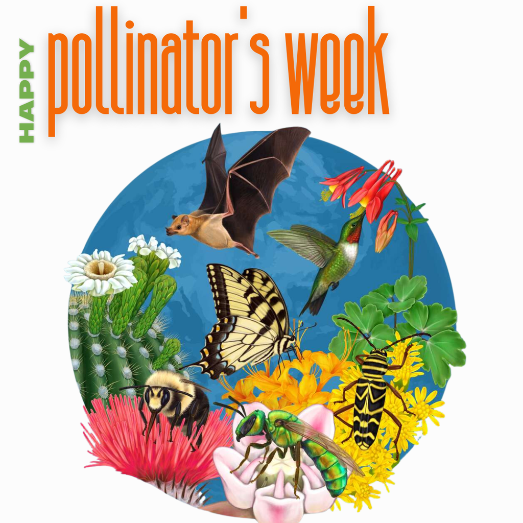pollinator