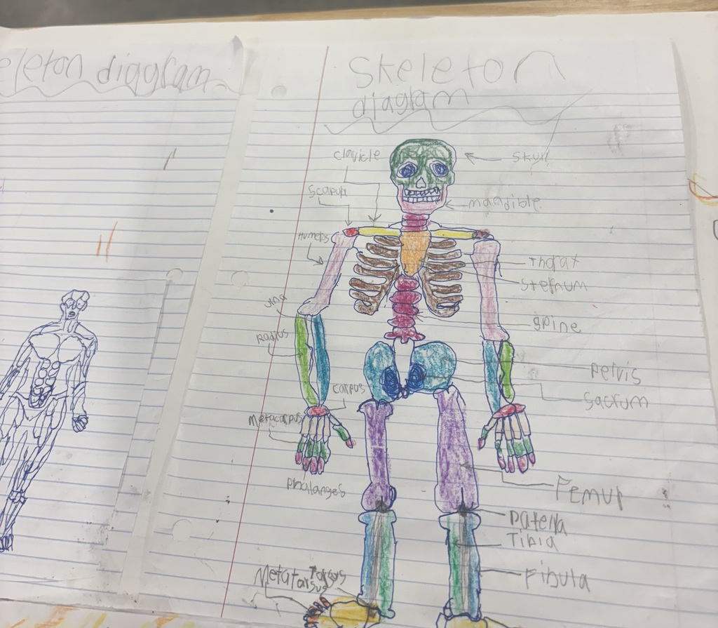 student diagram of the body 