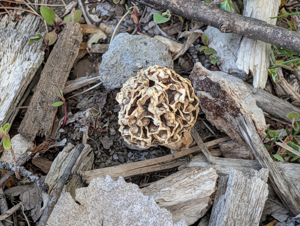 mushroom