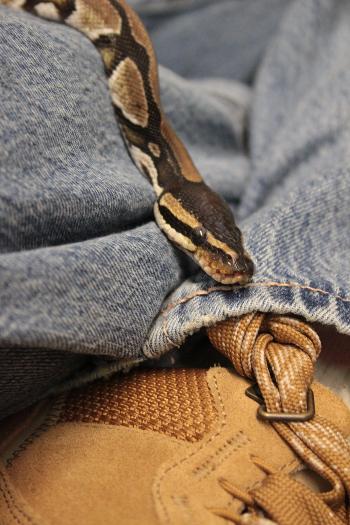 snake 