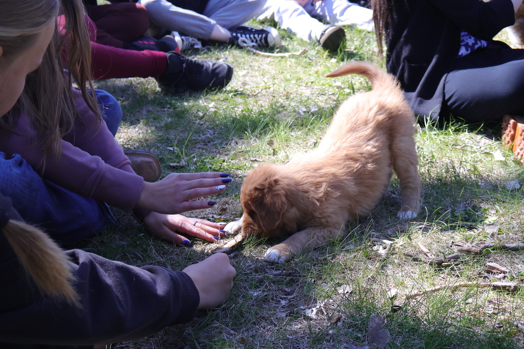 puppy