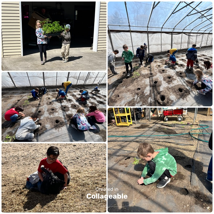 planting tomatoes 