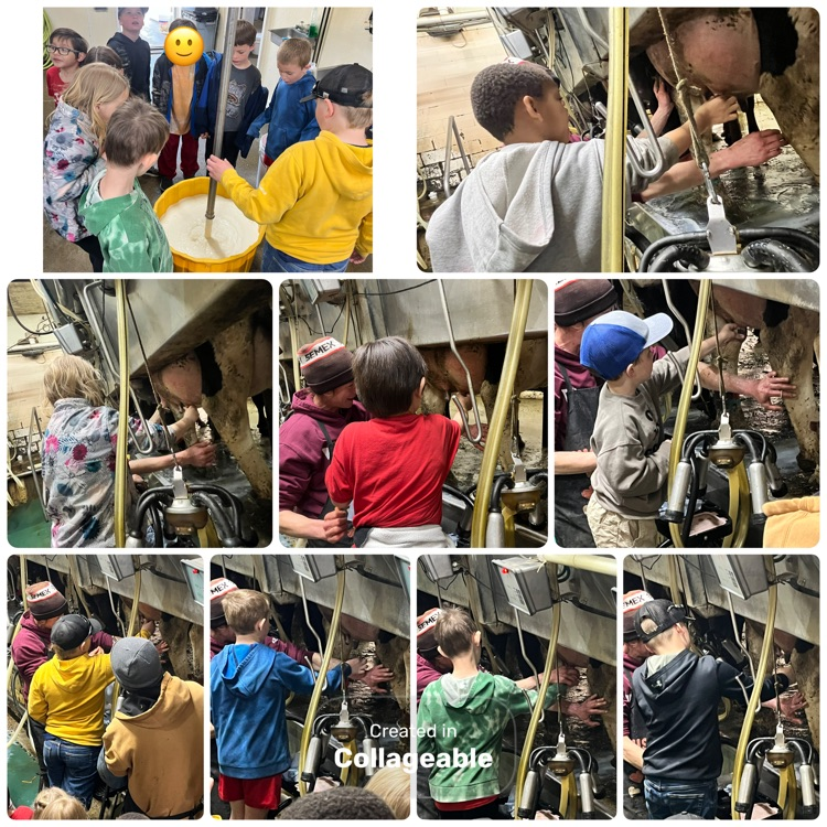 milking the cows