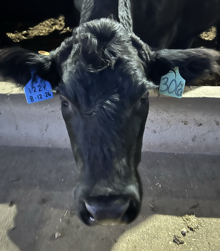 One of the surrogate cows got herself a new tag with the embryo number and due date. 