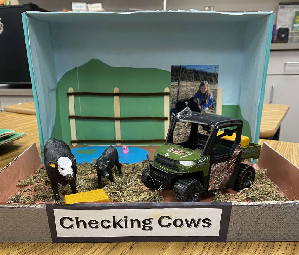 cows
