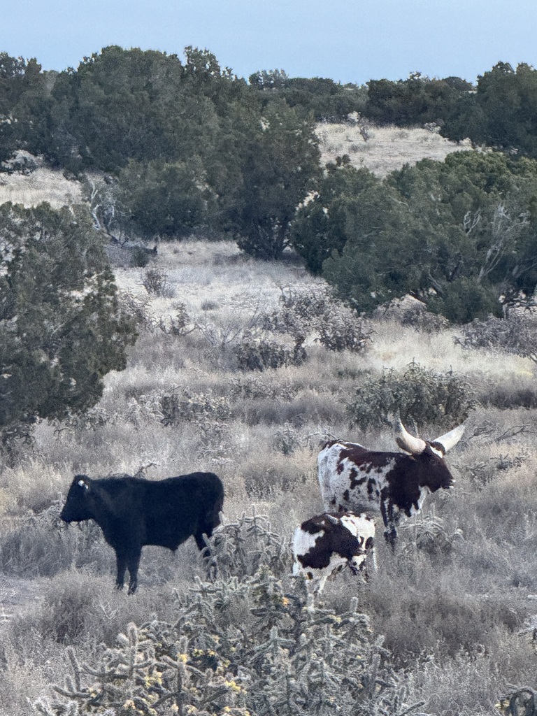 Ankole Cattle at ATC