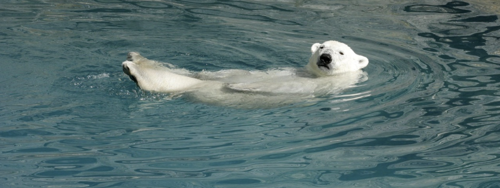 Pixabay polar bear