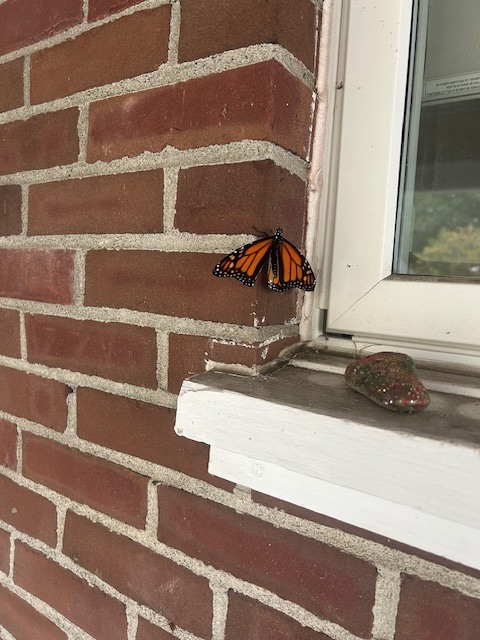 butterfly