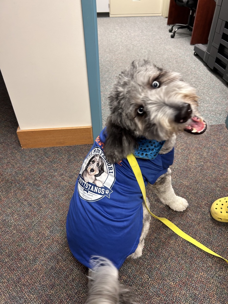 A gray-and-white doodle-type dog with striking blue eyes poses indoors wearing a blue “The Montessori Muttstangs” shirt and blue paw-print bandana. The dog looks back over its shoulder with a wide, happy grin and curious head tilt while sitting on a multicolored office carpet beside a bright yellow leash.