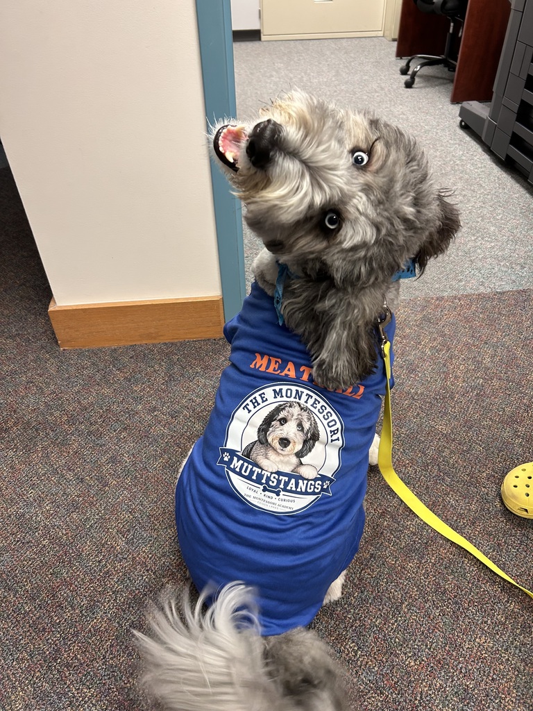 A fluffy gray-and-white dog with bright blue eyes sits on a carpeted office floor wearing a royal blue “The Montessori Muttstangs” shirt featuring a custom dog logo. The dog tilts its head dramatically toward the camera with an open mouth and playful expression, while a yellow leash and blue patterned bandana are visible.