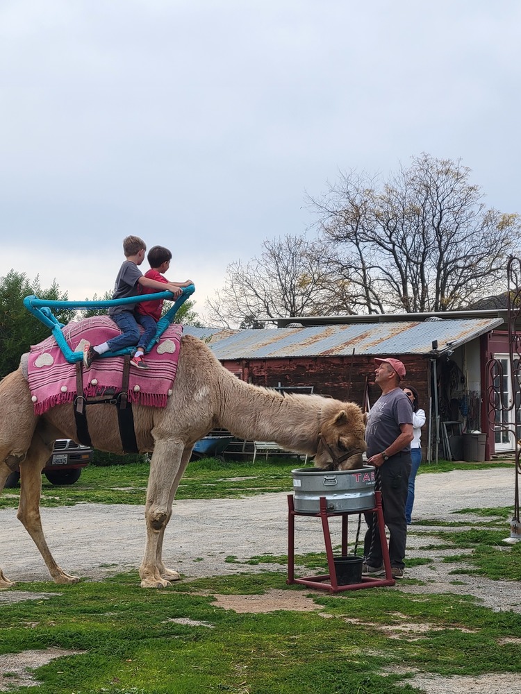 Camel Dairy