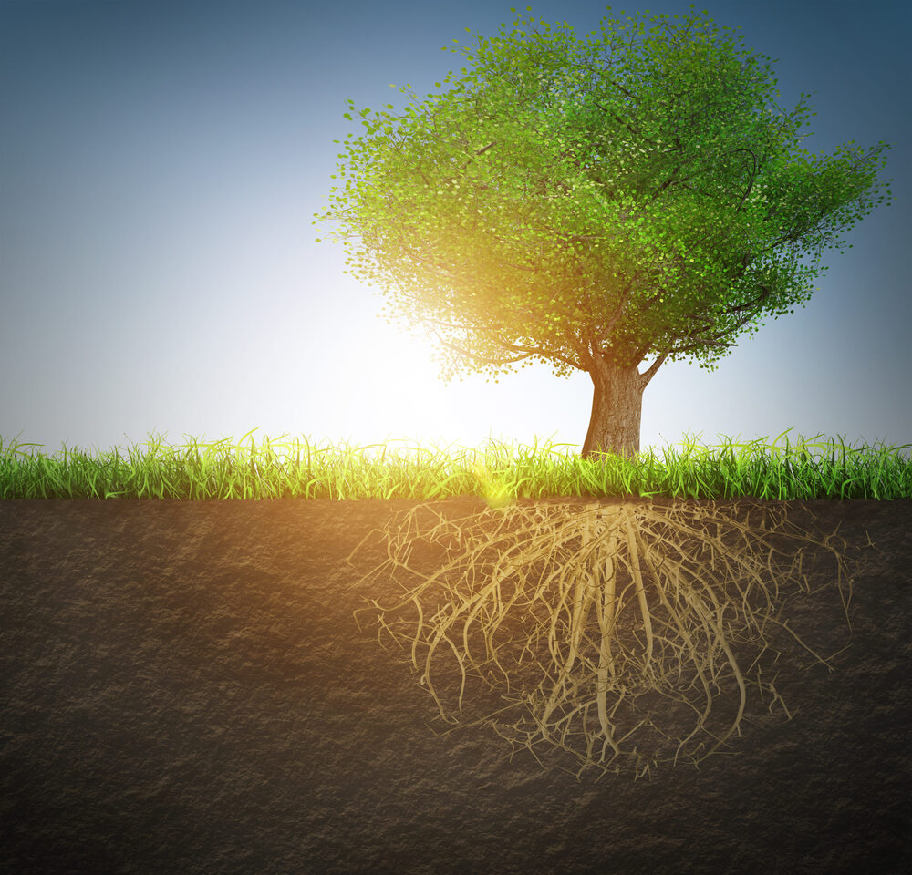 The Strength of a Tree