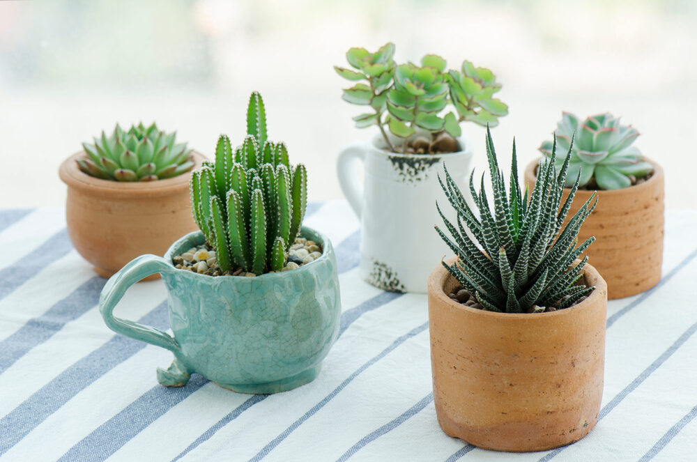 plants in flowerpots