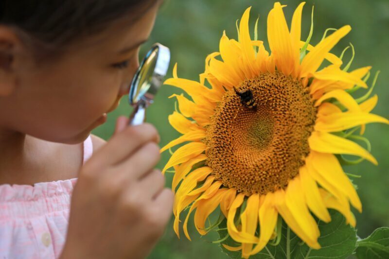 child with magnifying glass looking at a bee on a large yellow sunflower
