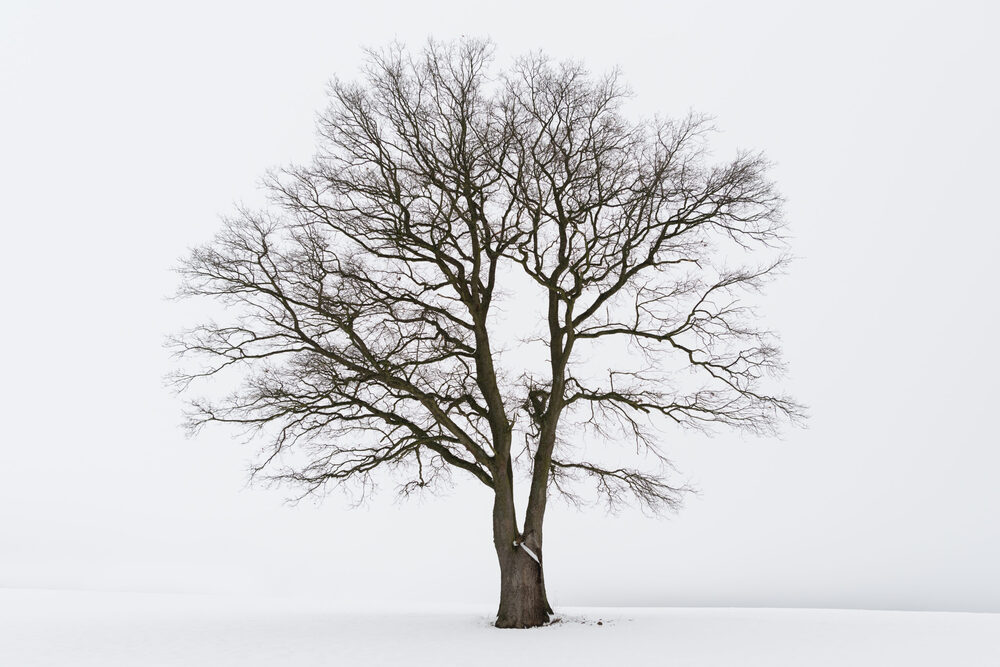 A solitary bare tree with intricate, spreading branches standing in a snow-covered field against an overcast sky.