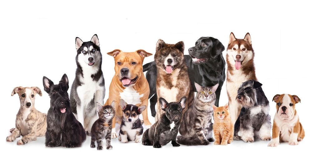 Opportunity to bring pets into your classroom