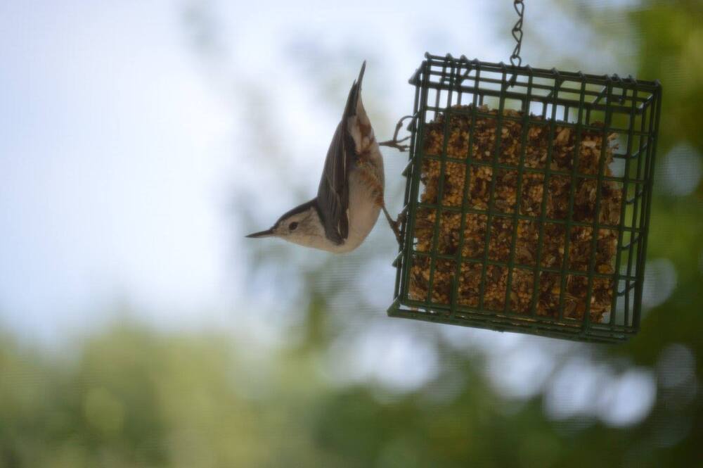bird in nature
