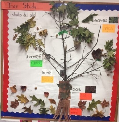 A bilingual elementary classroom bulletin board showing the parts of a tree in English and Spanish with real leaves and branches.