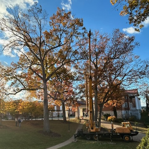 machinery working on the upper branches of this oak tree. fall colors shine as the sun beams through from behind the tree