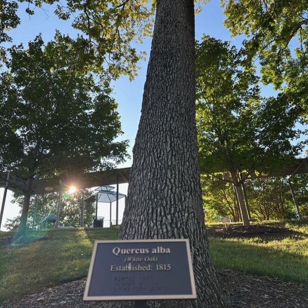 plaque identifying this tree as a white oak in 1815