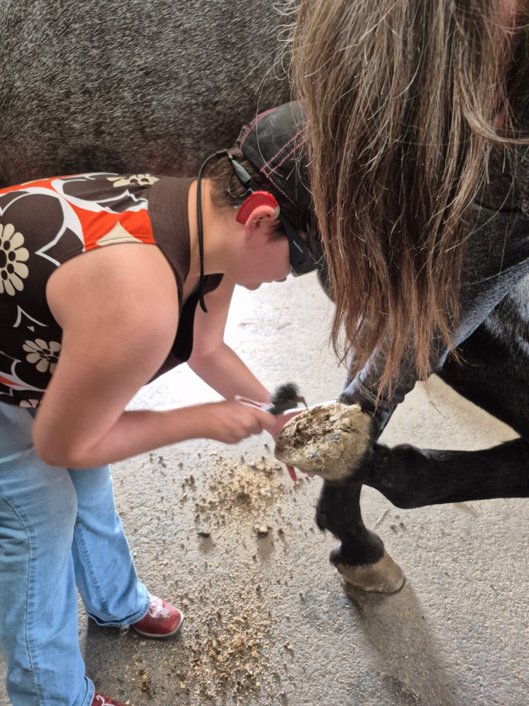 A student is using a tool to clean out a horses hoof.