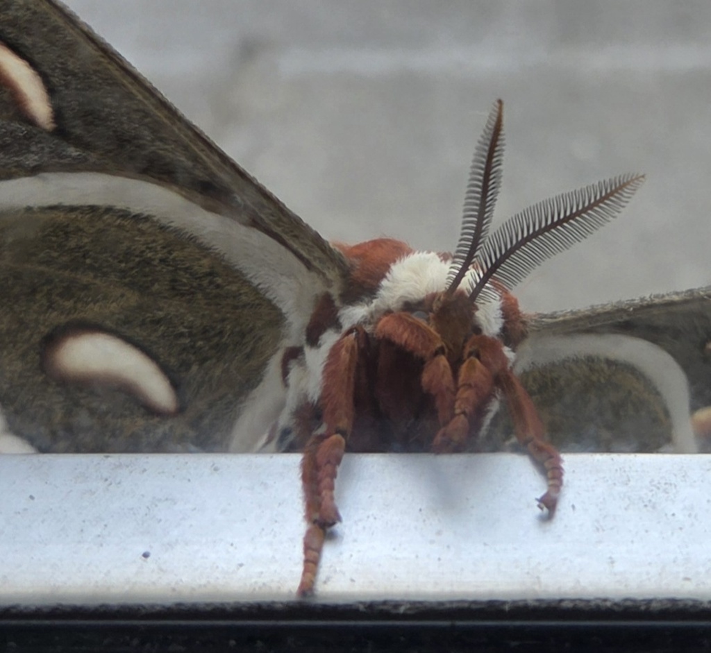 This is an extreme close up of the Cecropia moths. You can see its fuzzy red legs, fuzzy antenas, and the tsrat of brown and white fuzzy wings. .