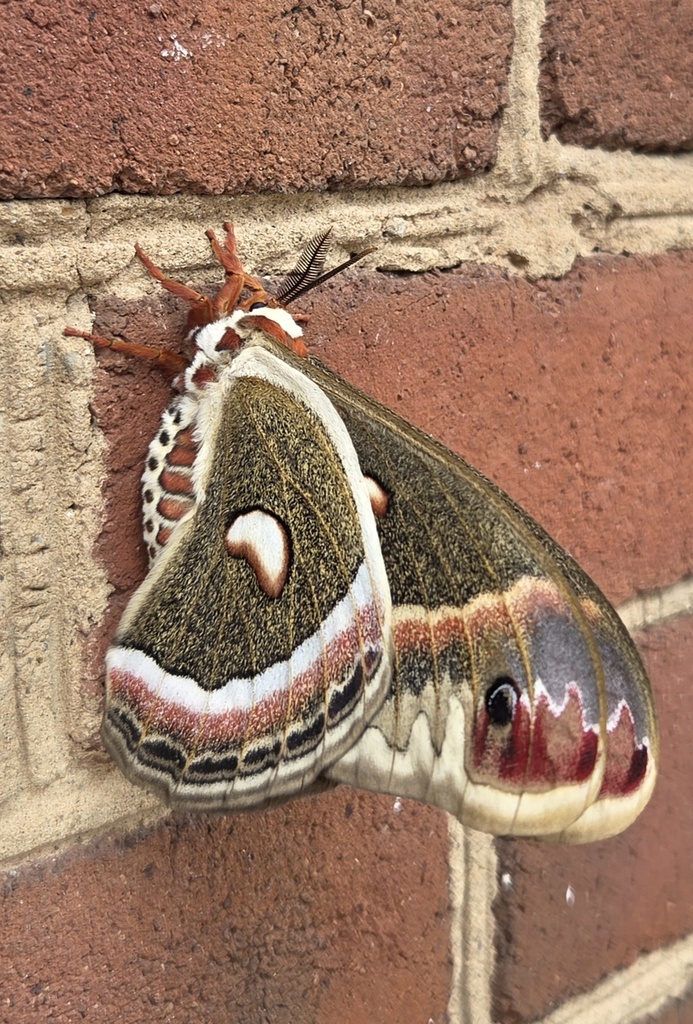 A cecropia moth with reddish bodies and black to brown wings surrounded by bands of white, red, and tan clings to a brick building.