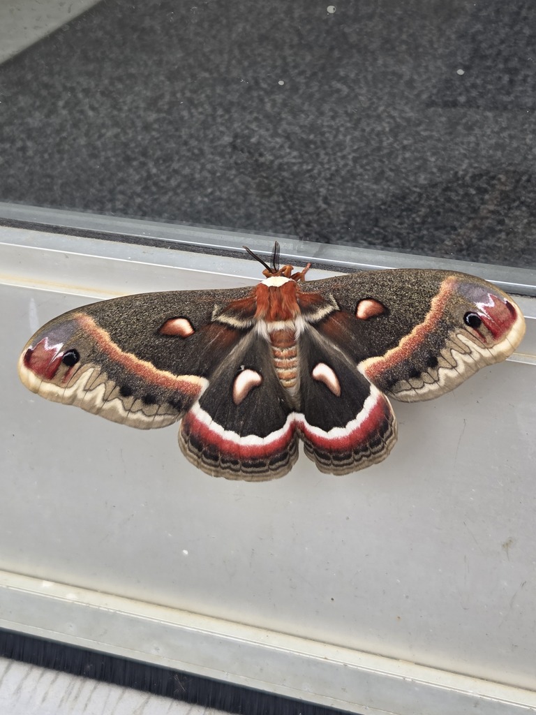 A cecropia moth is clinging onto a silver door. The moths is reddish bodies and black to brown wings surrounded by bands of white, red, and tan.
