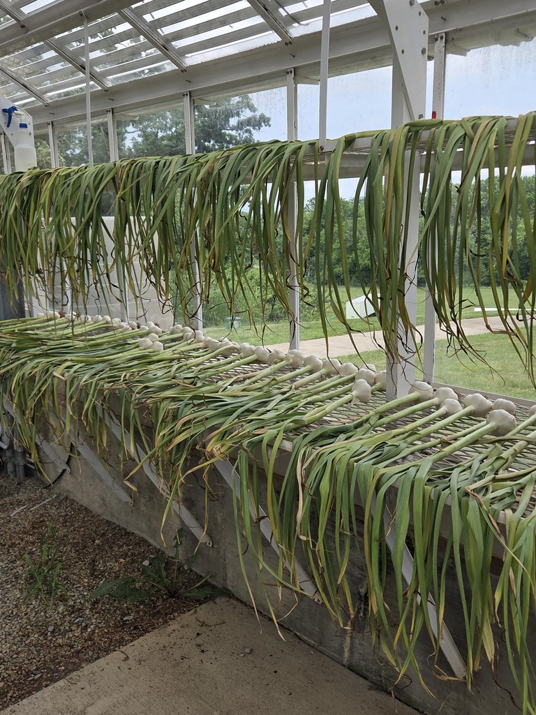 Rows and rows of garlic hanging in a green house.