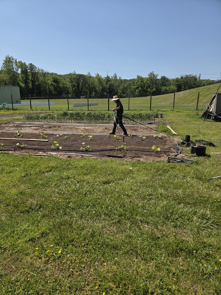 A staff member is working in the fiels and walking between rows of crops.