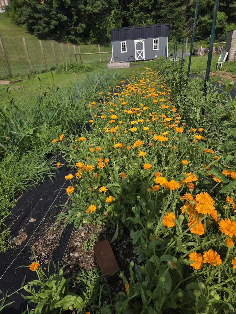 A row of orange flowers in between other pants in a fenced in area. A shed is in the back.