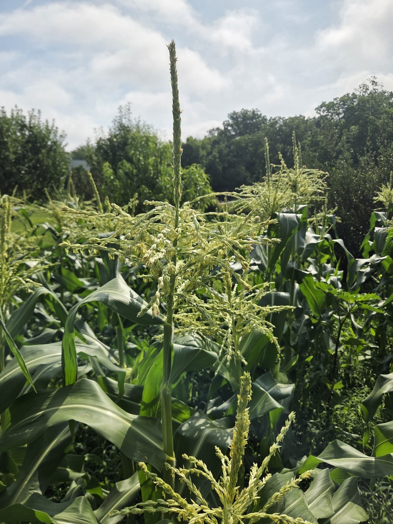A close up of a corn plant that is mid way in it's life cycle.